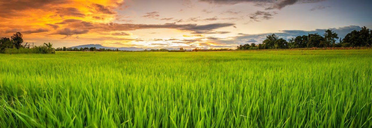 Ponni Rice Quality Banner